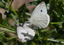 Pieris rapae